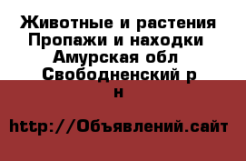 Животные и растения Пропажи и находки. Амурская обл.,Свободненский р-н